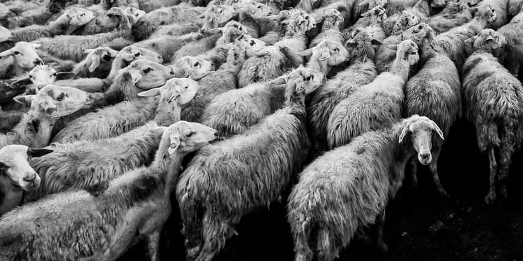 L'art de la queue.