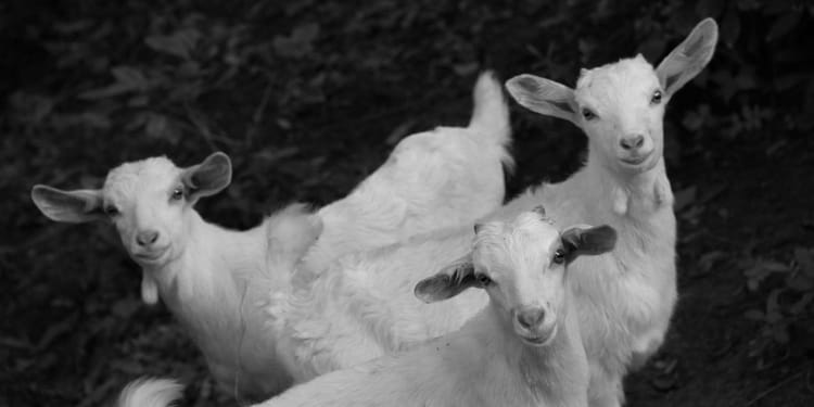 Divulgâcher sans gâchis.