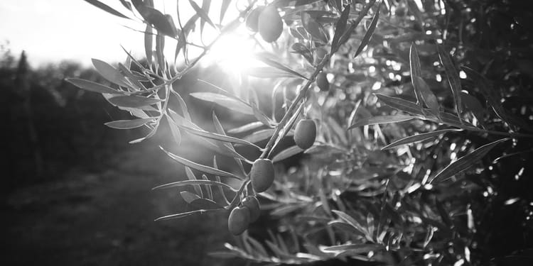 À l'ombre de l'olivier.